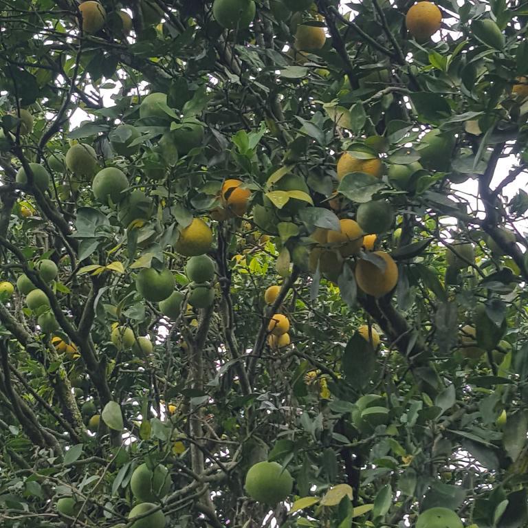 Finca El Diamante Villa Calarcá Kültér fotó